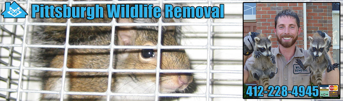 Pittsburgh Wildlife and Animal Removal